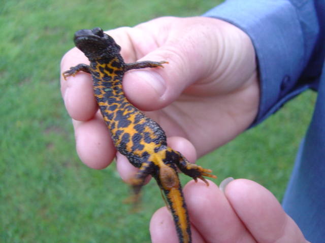 A newt named Woody